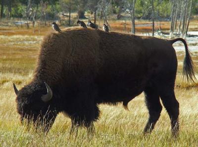 Buffalo and Friends