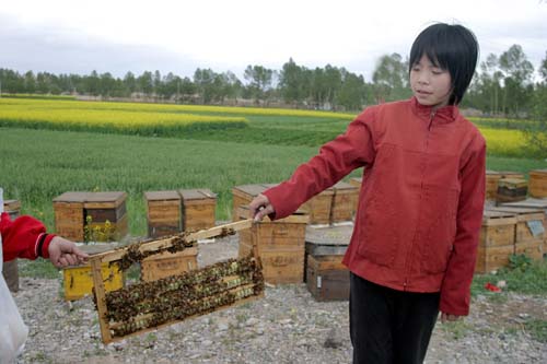 BeeGirl !