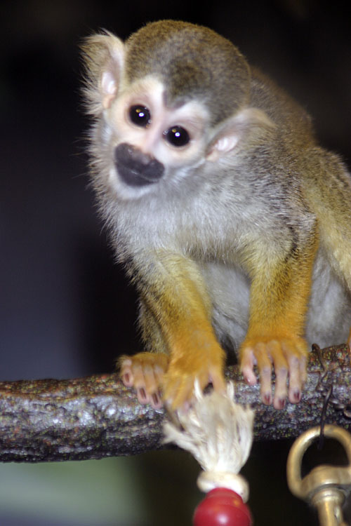 Bronx Zoo in Winter