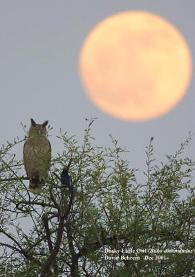 Dusky Eagle Owl .jpg