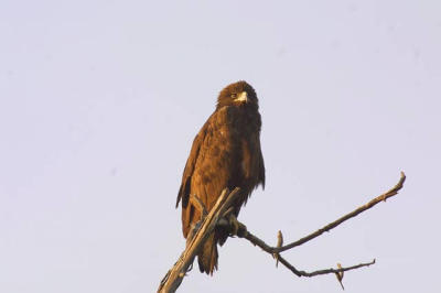 Lesser Spotted Eagle 2.jpg