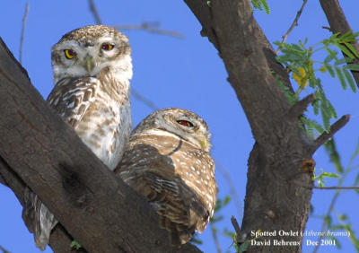 Spotted Owlet .jpg