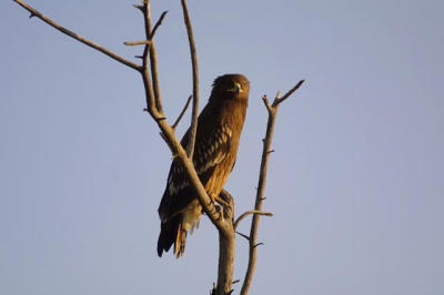 Greater Spotted Eagle Juv.jpg