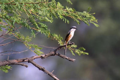 Long-Tailed Shrike.jpg