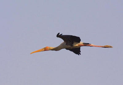 Painted Stork in flight.jpg