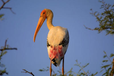 Painted Stork.jpg