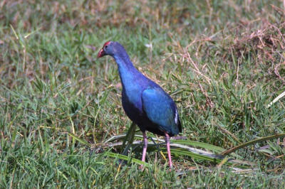 Purple Swamphen.jpg