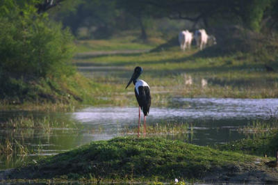 Black-necked Stork.jpg
