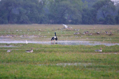 Black-necked Stork eating Coot.jpg