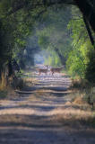 Chital Deer 3.jpg