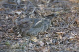 Although I have this labeled as an Indian Nightjar, Nigel Cleere and Krys Kazmierczak of the Oriental Bird Club (http://www.indiabirds.com/obc/) have carefully scrutinized pictures of this bird and have concluded that it is in fact a female Savanna Nightjar (Caprimulgus affinis).  I yield to their collective wisdom and thank OBC for bringing this to my attention.