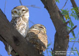 Spotted Owlet .jpg