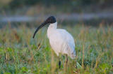 Glossy Ibis.jpg