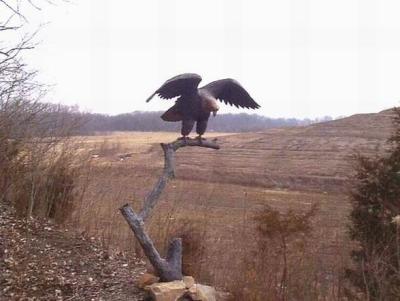 Wildlife Prairie Park Eagle