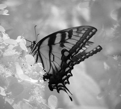 ir butterfly ccl.jpg