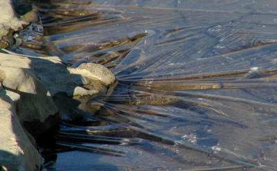 ice at ohio bank jan 02