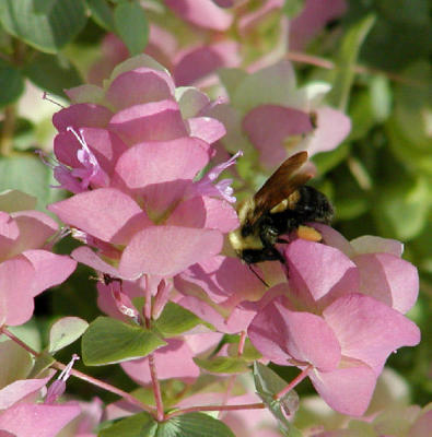 pink flowers bee