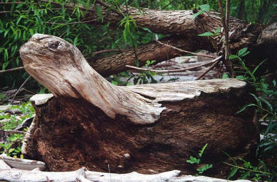 turtle driftwood