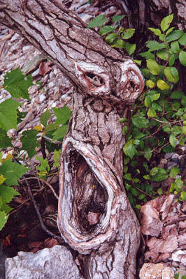 o sole mio tree root