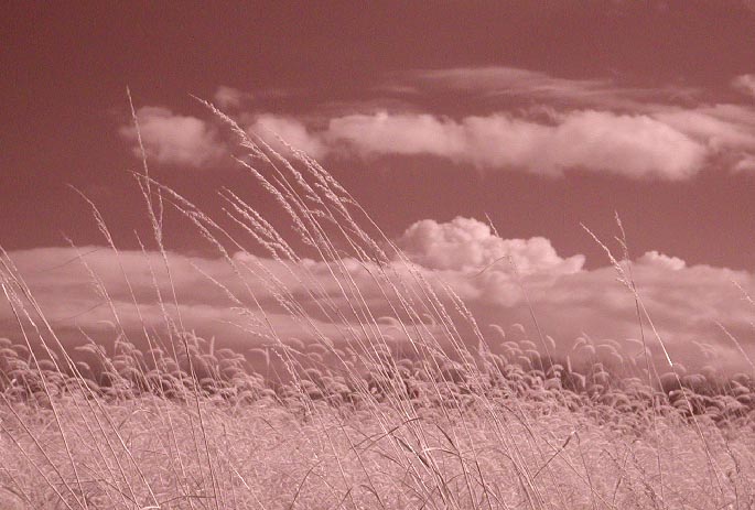 field grass clouds