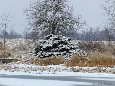 Winter Pond.jpg