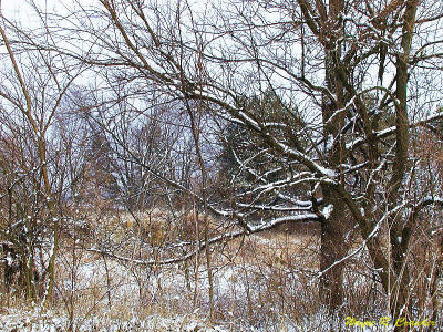 winter side yard.jpg