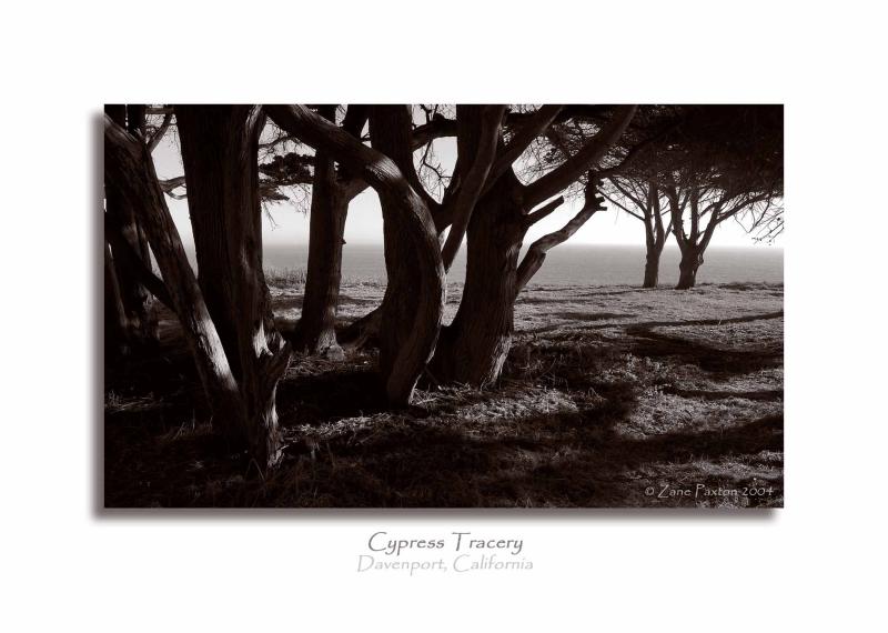 Cypress Tracery