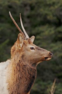 Jasper-Young Bull Elk1w.jpg