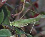 Katydid.jpg