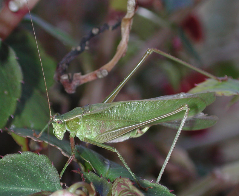 Katydid.jpg