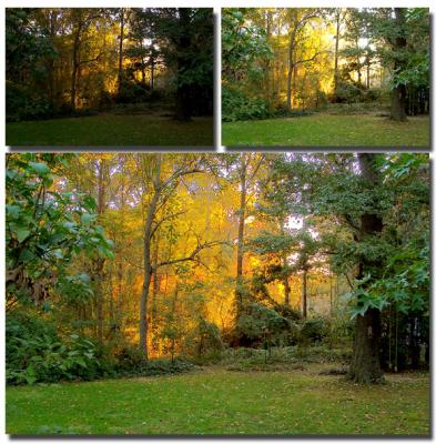 Fall colors combined