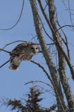 Barred Owl