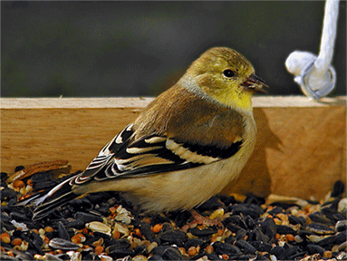 <b>Goldfinch</b>