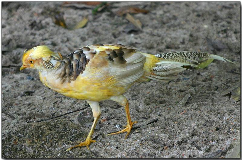 Golden Pheasant - male