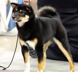 Shiba Inu