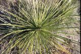 Yucca Plant
