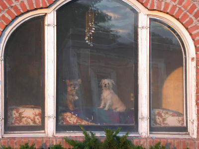How much are those doggies in the window?
