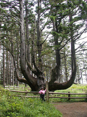 Octopus Tree