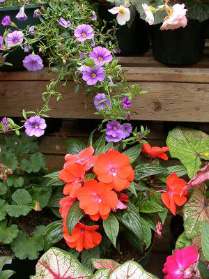 In the greenhouse