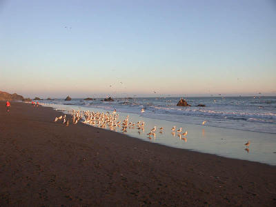 Seashore and sea birds