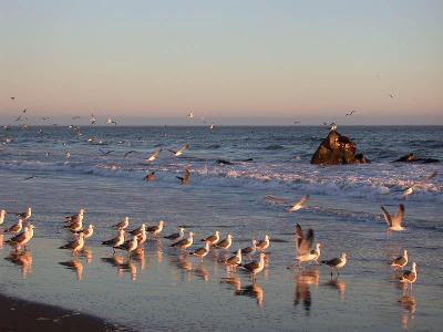 This place is for the birds