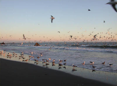 The birds is coming!