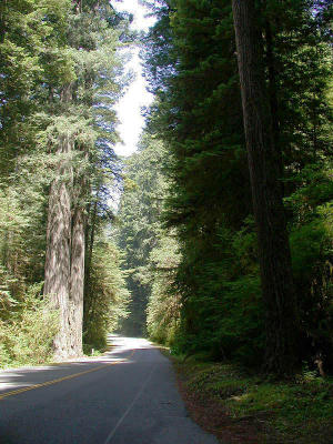 Redwood forest