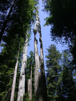 Redwood snag