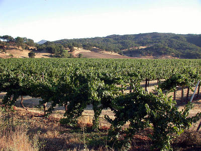 Grape country