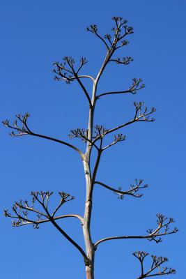 u5/edhahn/medium/37168539.IMG_8088_BareAgave.jpg