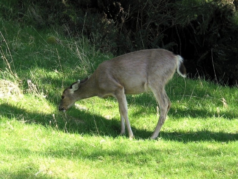 Black Tailed Deer