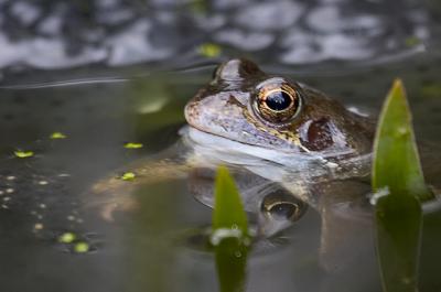 16th March 05 Frogs Started Spawning