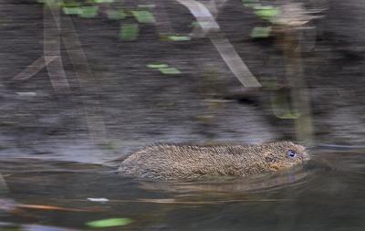 18th March 05 Watervole