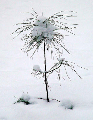 I Coulda Been a Christmas Tree